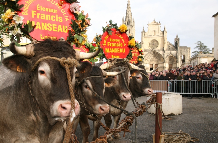 Fête des Boeufs Gras de Bazas CDC du Bazadais Fête des Boeufs Gras de Bazas CDC du Bazadais
