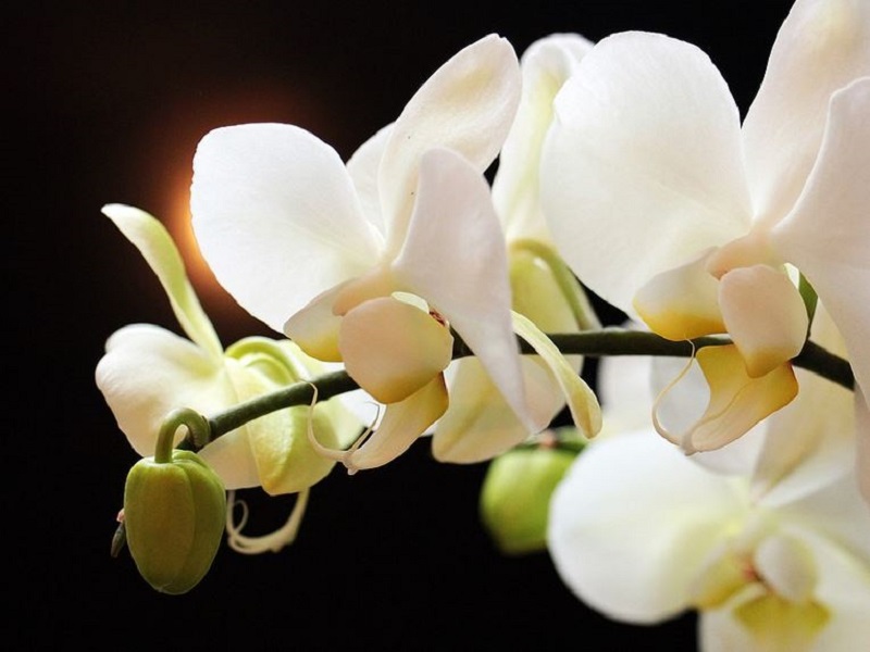 Exposition - vente d'orchidées CDC du Bazadais
