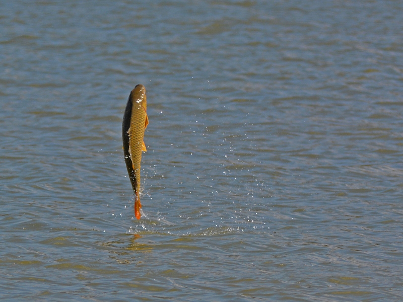 Sortie nature, au fil de l'eau CDC du Bazadais