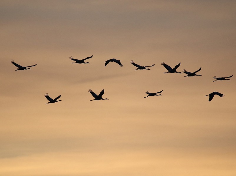 La migration des oiseaux CDC du Bazadais