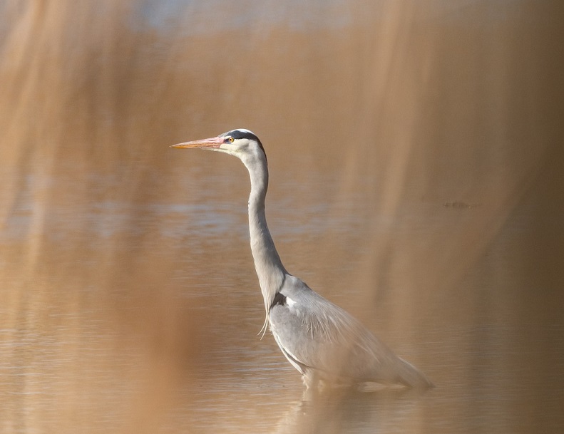 La biodiversité du lac CDC du Bazadais