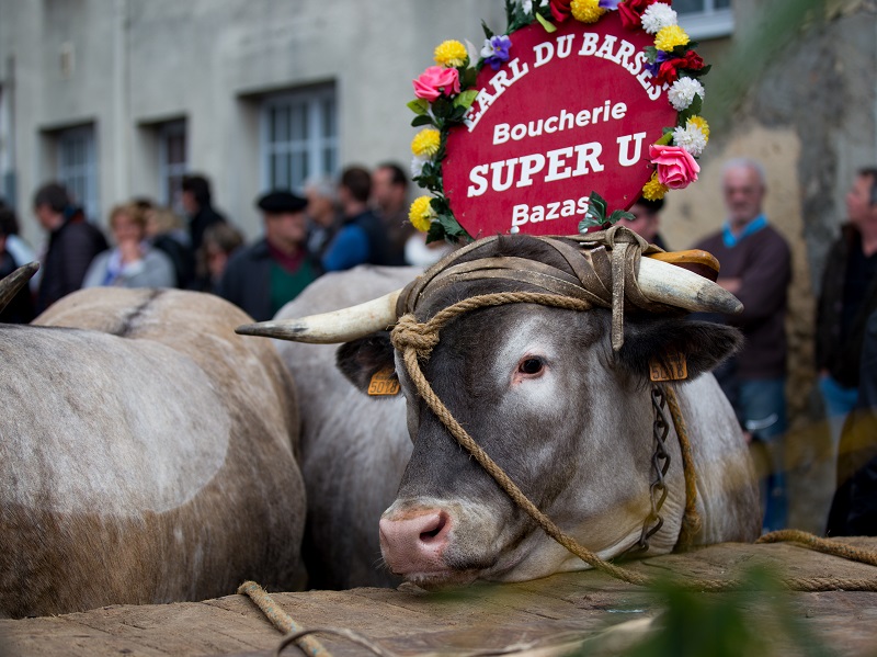 Fête des Boeufs Gras de Bazas CDC du Bazadais