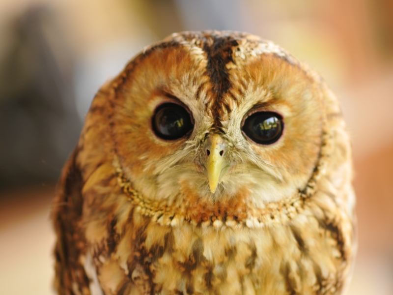 Les rapaces nocturnes, seigneurs de la nuit CDC du Bazadais