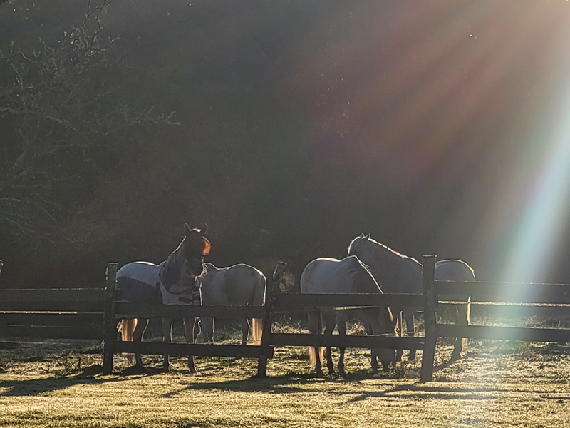 Semaine découverte du cheval CDC du Bazadais