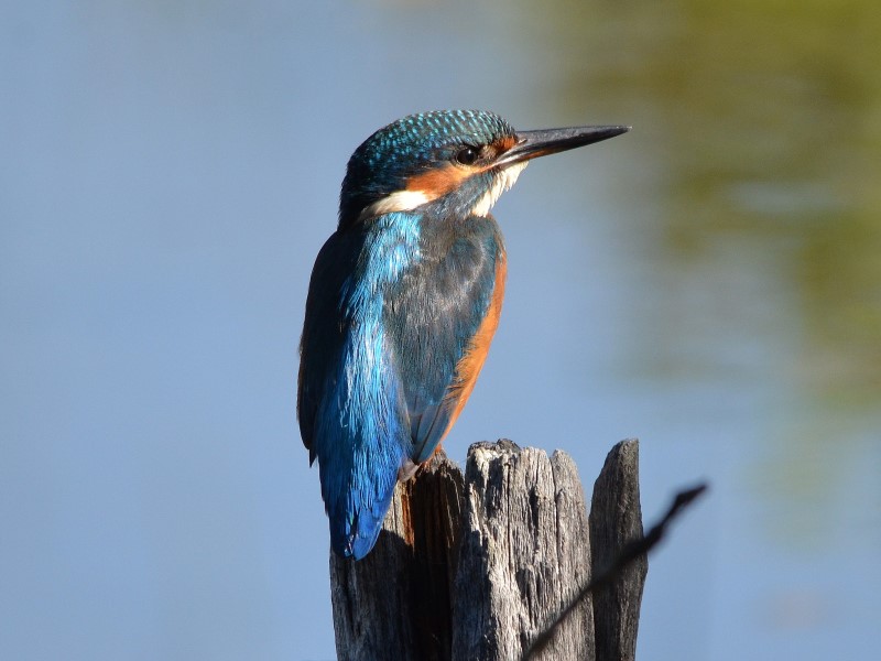 La biodiversité au fil de l'eau CDC du Bazadais