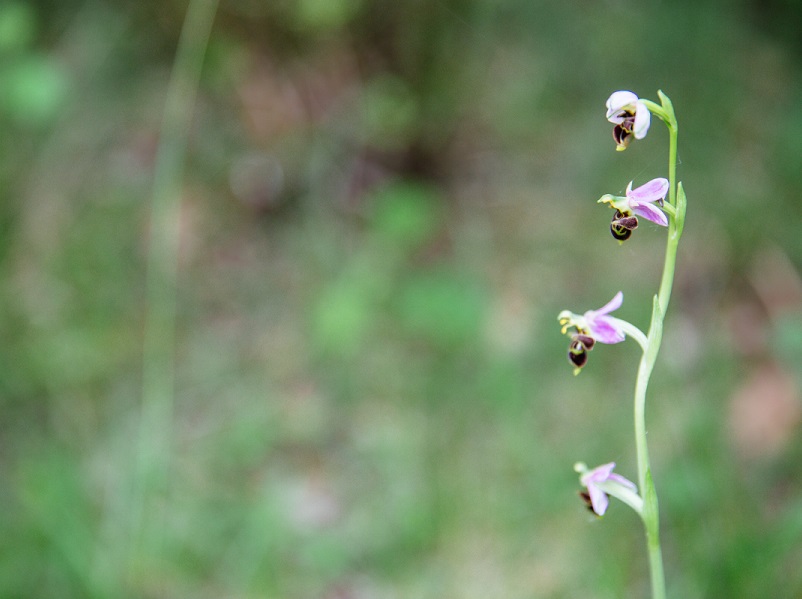 Les orchidées sauvages CDC du Bazadais