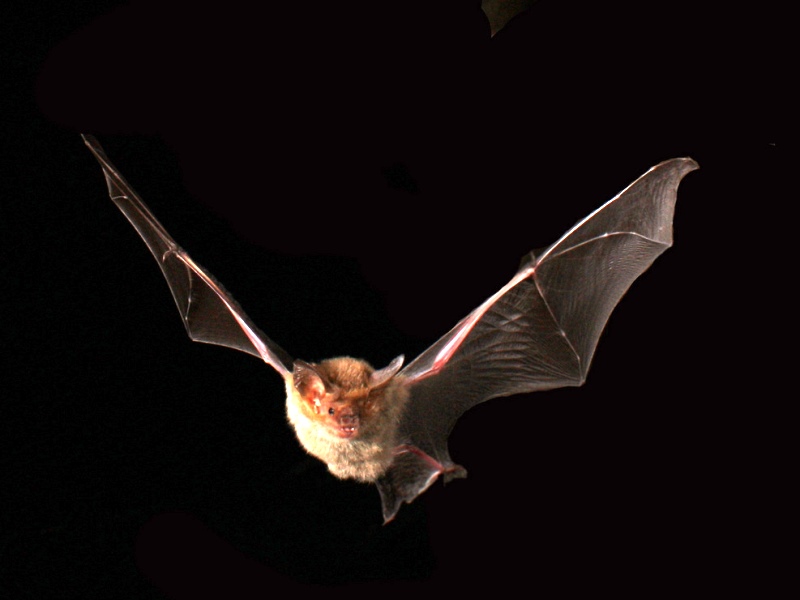 La chauve-souris, étonnant mammifère volant CDC du Bazadais