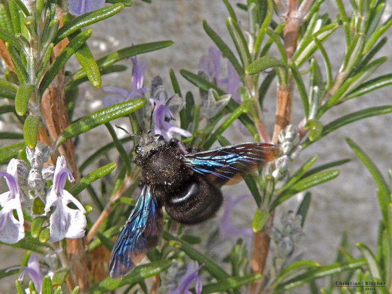 A la découverte des insectes pollinisateurs CDC du Bazadais