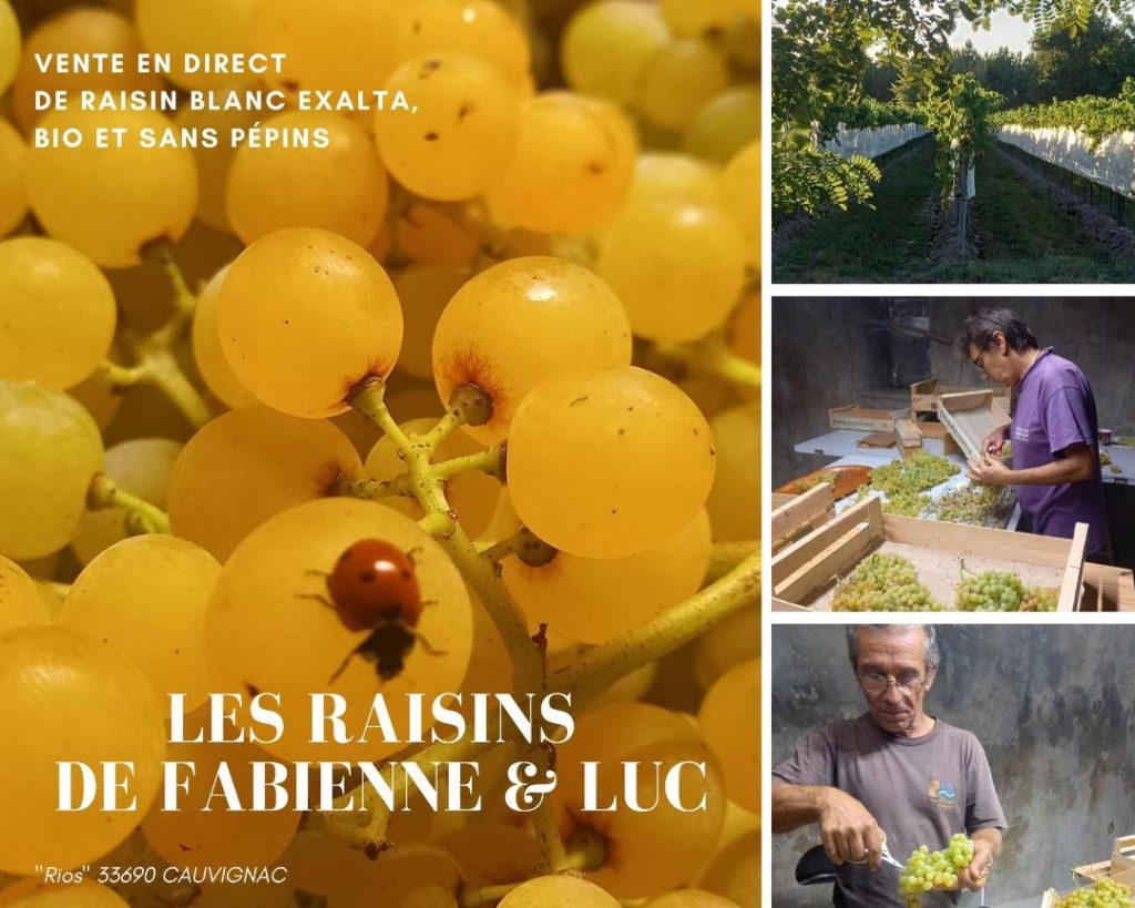 Les raisins de Fabienne & Luc CDC du Bazadais Les raisins de Fabienne & Luc CDC du Bazadais