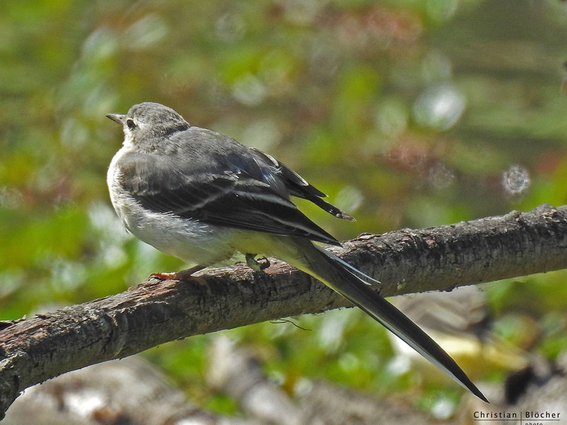 Apéro quizz : les oiseaux CDC du Bazadais