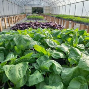 Nati Plant CDC du Bazadais Nati Plant CDC du Bazadais