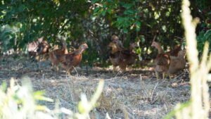 Ferme Berdon CDC du Bazadais
