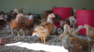 Ferme Berdon CDC du Bazadais