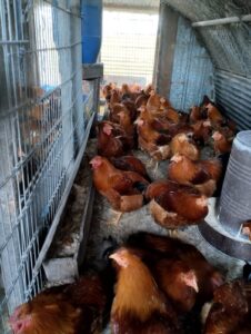 Ferme Pinot CDC du Bazadais