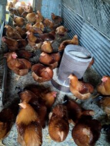 Ferme Pinot CDC du Bazadais