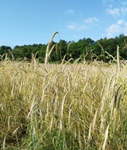 Le fournil de Lescale CDC du Bazadais Le fournil de Lescale CDC du Bazadais