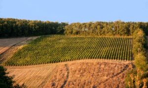 Domaine de Glayroux CDC du Bazadais Domaine de Glayroux CDC du Bazadais