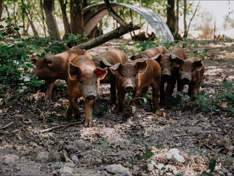 Journée portes ouvertes à la Ferme des Serres CDC du Bazadais