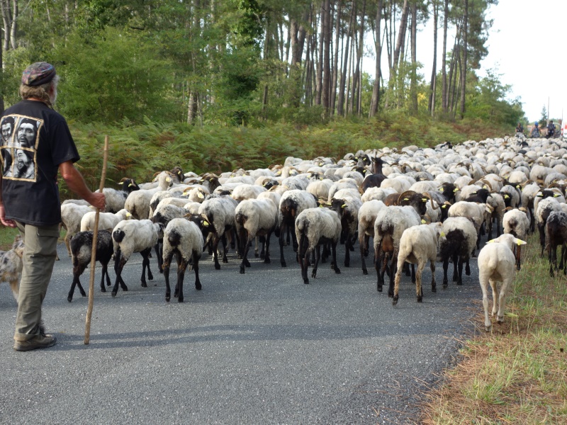 La route de la transhumance passe par Cauvignac CDC du Bazadais