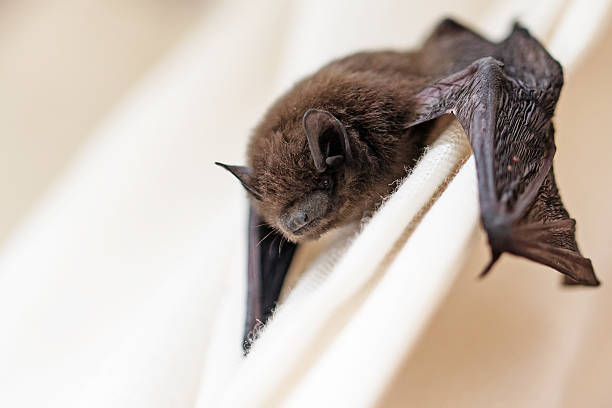 Atelier découverte : La vie secrète des chauves-souris CDC du Bazadais