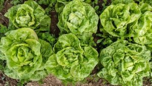 La Cie Boulette CDC du Bazadais