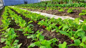 GAEC Ferme Laporte CDC du Bazadais