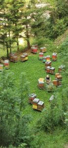 La Borda d'Ambrosi : ferme familiale CDC du Bazadais