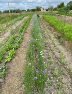 Terre Amoureuse : la ferme florale CDC du Bazadais