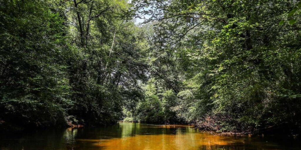 Conférence - Le Ciron, la rivière du Sud Gironde CDC du Bazadais