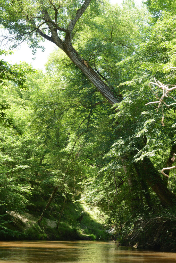 Exposition de Christophe Delaleau - "Hêtre au monde" CDC du Bazadais