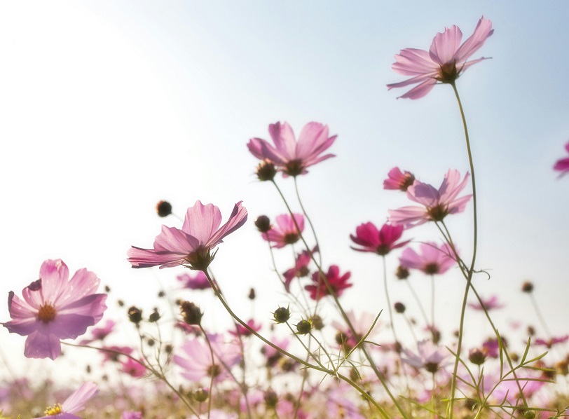 Foire aux plantes CDC du Bazadais Foire aux plantes CDC du Bazadais