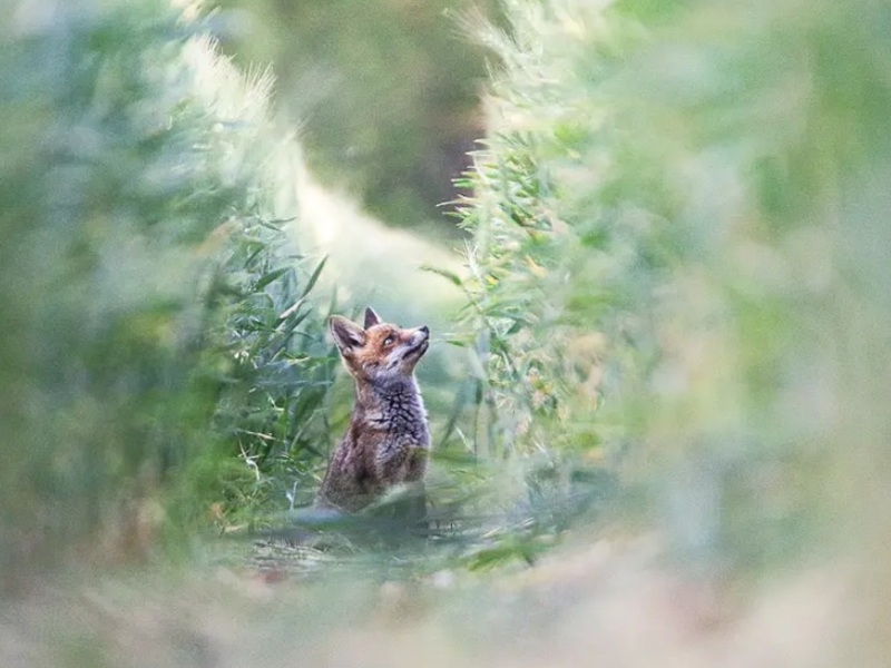 Activités agricoles & biodiversité - Conférences et expositions CDC du Bazadais Activités agricoles & biodiversité - Conférences et expositions CDC du Bazadais