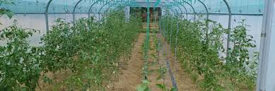 La Ferme du Cerf-feuille CDC du Bazadais La Ferme du Cerf-feuille CDC du Bazadais