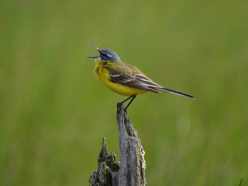 Les oiseaux communs du lac de la Prade CDC du Bazadais