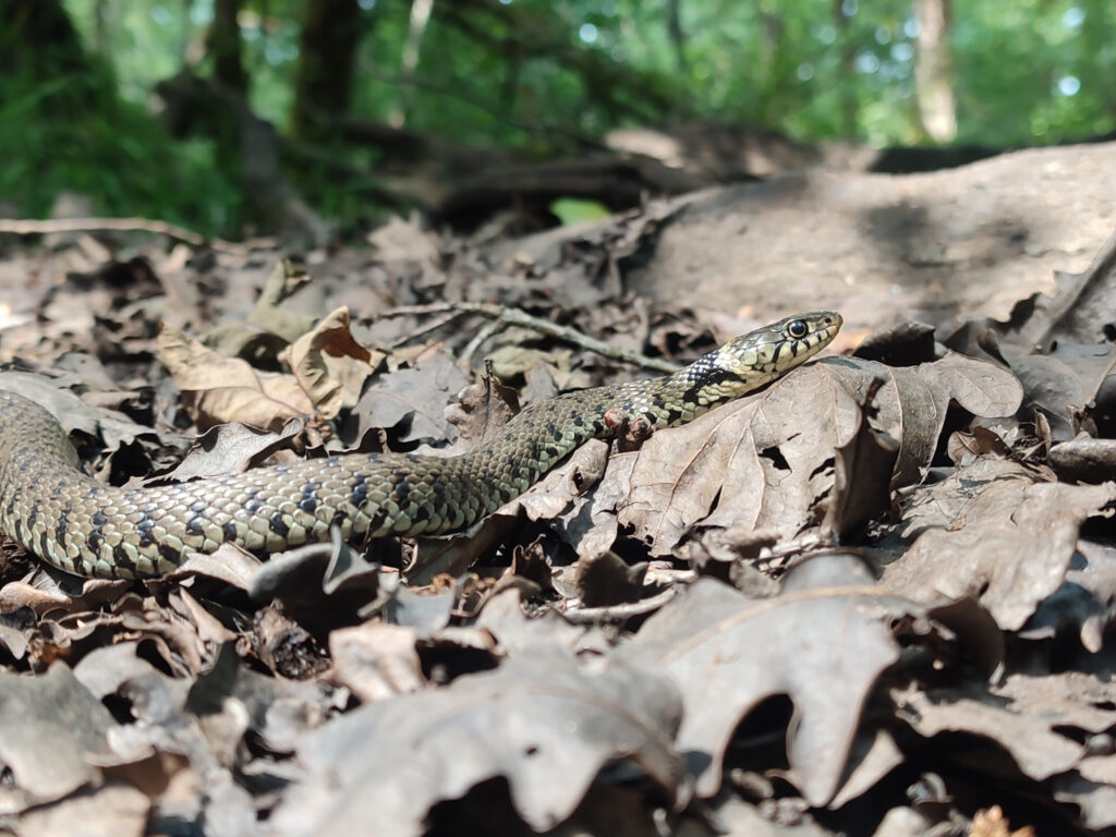 Formation Reptiles CDC du Bazadais