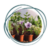Fleurs, aromates et plants