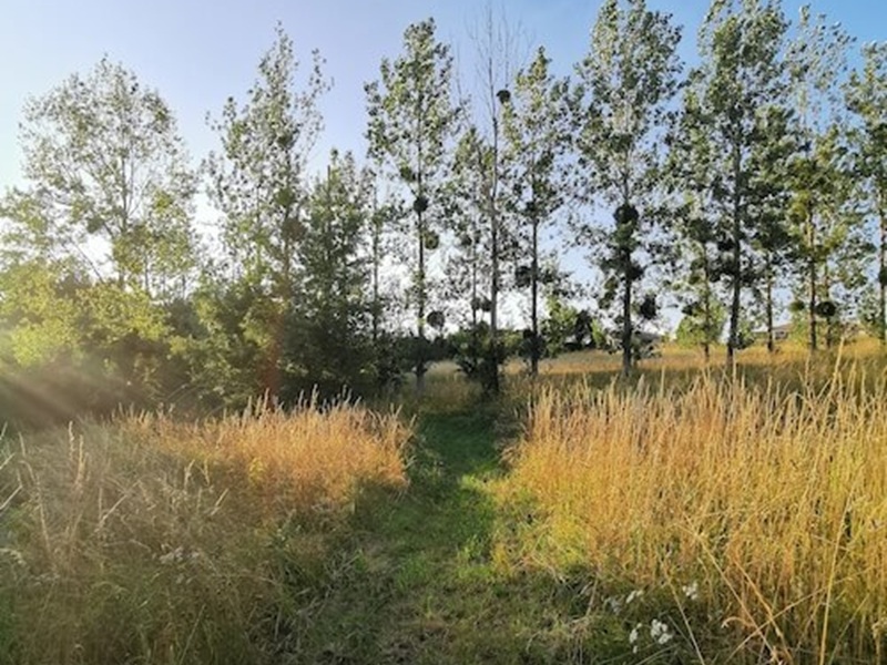 Fête de la nature : Balade découverte à Grignols CDC du Bazadais
