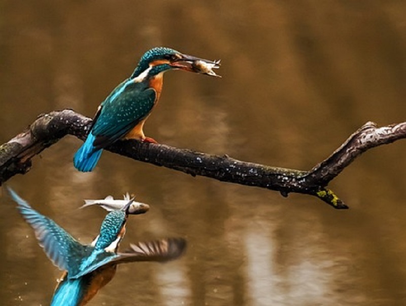 Les oiseaux aquatiques du lac de la Prade CDC du Bazadais