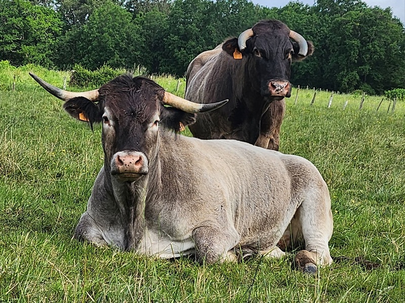 Portes ouvertes à la ferme CDC du Bazadais