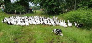 GAEC Bordes CDC du Bazadais