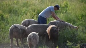 Ferme Sbrissa- Lou Bazades CDC du Bazadais