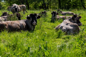 La ferme de Sainte-Croix CDC du Bazadais