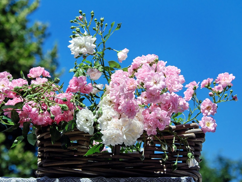 Ateliers créatifs fleurs séchées CDC du Bazadais Ateliers créatifs fleurs séchées CDC du Bazadais