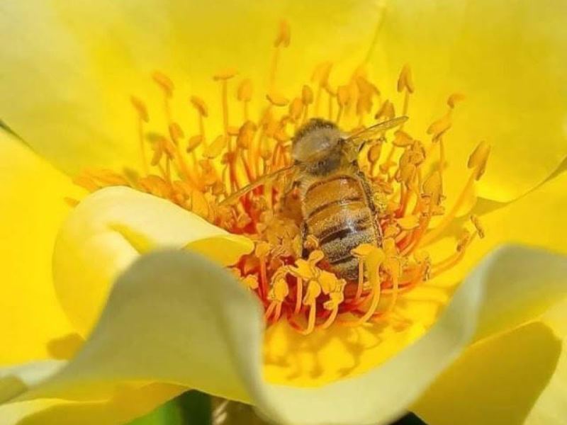 Visite et dégustation de miel - Ô Temps des Abeilles CDC du Bazadais