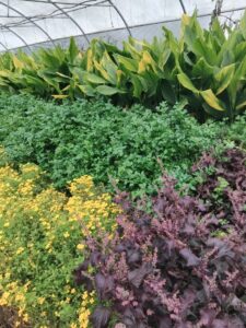 GAEC Cultivateurs de Saveurs CDC du Bazadais