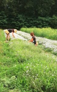 GAEC Cultivateurs de Saveurs CDC du Bazadais