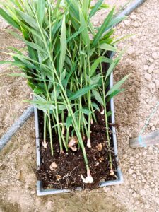 GAEC Cultivateurs de Saveurs CDC du Bazadais