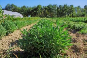 GAEC Cultivateurs de Saveurs CDC du Bazadais
