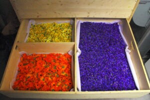 GAEC Cultivateurs de Saveurs CDC du Bazadais