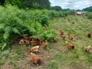 Terre Happy CDC du Bazadais